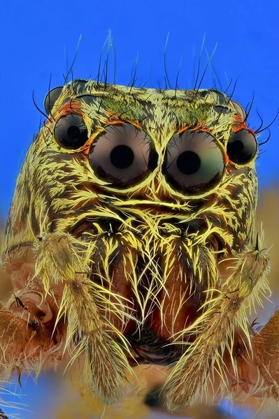 Extrémní Makro Fotografie Skákajícího Pavouka Více Snímků Pořízených Pomocí Lišty — Stock fotografie