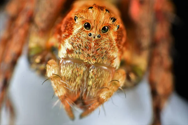 Zıplayan Bir Örümceğin Aşırı Makro Fotoğrafı Çoklu Resimler Odak Demiryolu — Stok fotoğraf