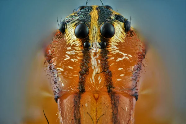 ジャンプするクモの極端なマクロ写真 フォーカスレールを使用して撮影された複数の画像とHeliconフォーカスソフトウェアを使用して積層 — ストック写真