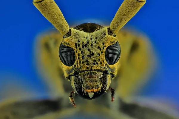 沿着角甲虫的极端宏观摄影 使用焦点轨和堆栈使用Helicon焦点软件拍摄的多幅图像 — 图库照片