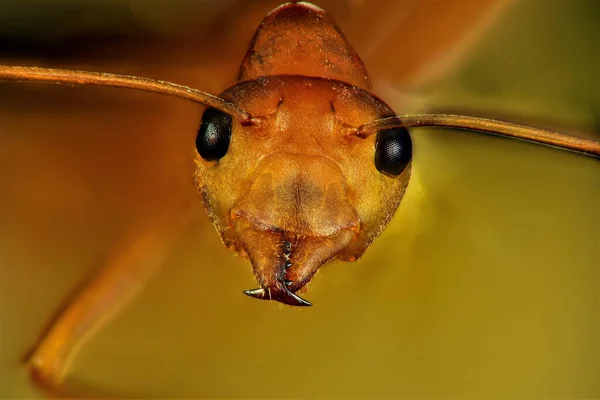 Kızıl Karınca Nın Aşırı Makro Fotoğrafçılığı Çoklu Resimler Odak Demiryolu — Stok fotoğraf