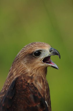 Ağzı açık, yeşil arka planı olan bir kartal..