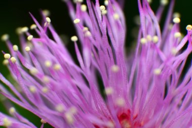 Mimosa pudica çiçeği - fotoğrafçılığı kapat