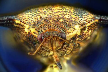 Koku böceğinin aşırı makro fotoğrafı.