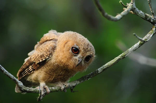 Owl Perched Branch Dead Tree — Stock Photo, Image