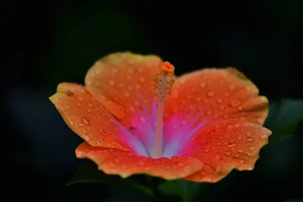 Ένα Όμορφο Λουλούδι Ιβίσκου Σταγόνες Δροσιάς — Φωτογραφία Αρχείου