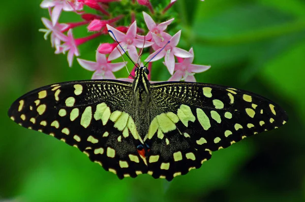 Метелик Рожевій Квітці Крупним Планом Фотографія Зеленому Задньому Плані Протягом — стокове фото
