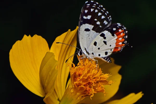 Krásný Malý Motýlek Žlutém Květinu Makro Fotografie — Stock fotografie