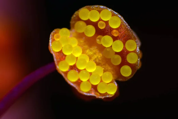 Mirabilis Pollen Fleur Exposé Macro Photographie Extrême — Photo