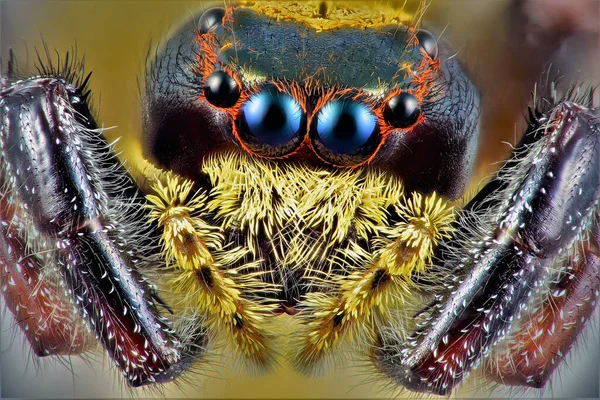 Macro Fotografía Extrema Una Araña Saltadora —  Fotos de Stock