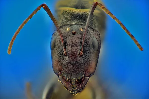 蚂蚁头 极端宏观摄影 — 图库照片