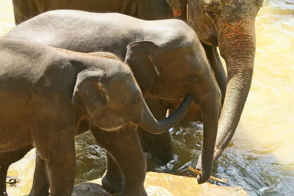 Three Elephants playing at Pinnawala Sri Lanka