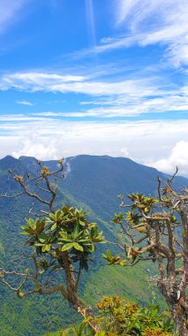 Sri Lanka 'daki dağın tepesinde Rododendron.