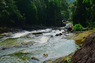 Ormandaki dağ nehri. Güzel doğal manzara. Sri Lanka.