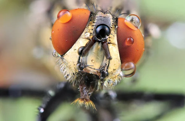 자연에서 파리의 매크로 곤충의 매크로 — 스톡 사진