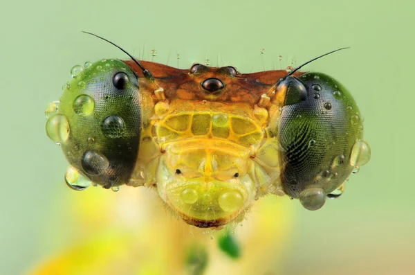 Makro Záběr Vážky Květině Kapkami Vody — Stock fotografie