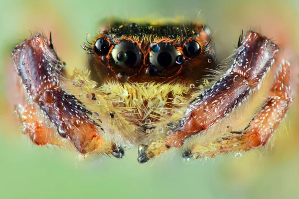 Çiy Damlacıklarıyla Zıplayan Örümcek Yeşile Yakın — Stok fotoğraf