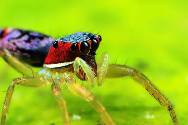 Zıplayan Örümcek Makrosu Vahşi Doğada Yeşil Yaprağa Yakın Duruyor — Stok fotoğraf