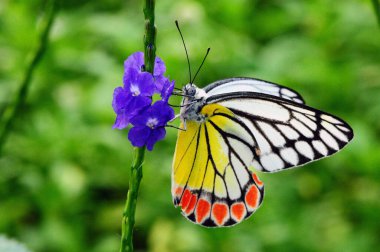 Mor bir çiçekte yeşil arkaplanda nektar emen güzel bir kelebek..