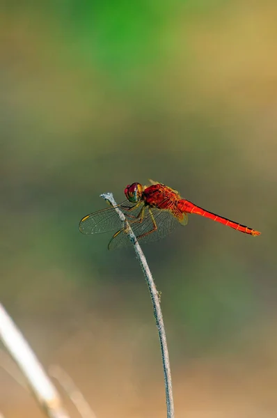 Red Dragon Fly Een Stok Close Fotografie — Stockfoto
