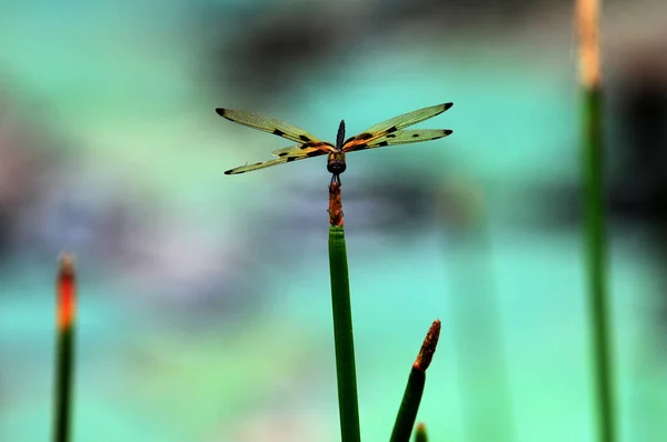Eine Libelle Sitzt Auf Einem Schilfstiel Wald — Stockfoto