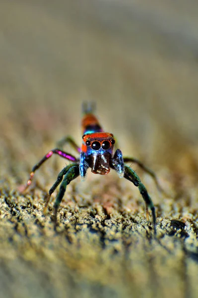 Zıplayan Örümcek Yerde Makro Fotoğraf Yakın Plan — Stok fotoğraf