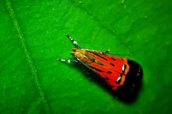 Uma Mariposa Cor Vermelha Preta Uma Folha Verde Profundidade Campo — Fotografia de Stock