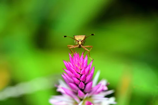 Bahçedeki Pembe Çiçekte Küçük Bir Böcek Sri Lanka — Stok fotoğraf