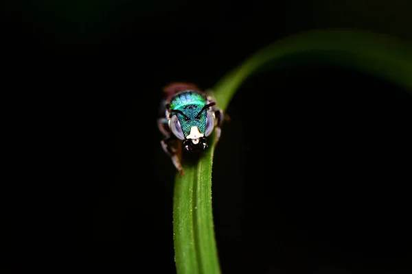 Macro Disparo Escarabajo Verde Sobre Una Hoja Verde Hierba —  Fotos de Stock