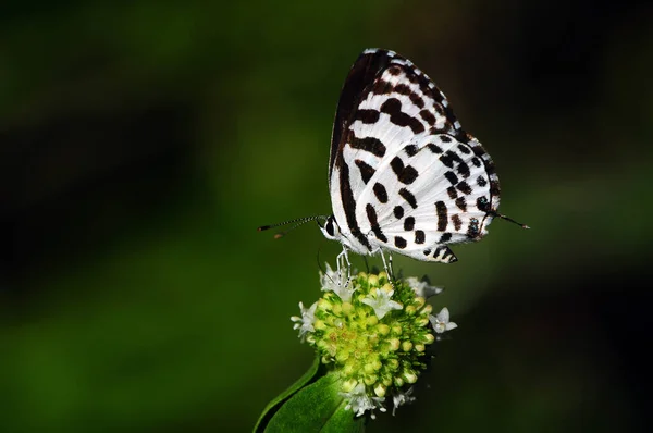 Tiny Butterfly Tiny Light Liers Sucking Nectar Dark Green Background — Φωτογραφία Αρχείου