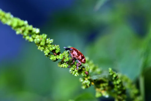 Yeşil Bitkinin Üzerindeki Küçük Böcek Vahşi Doğada Fotoğrafa Yakın — Stok fotoğraf