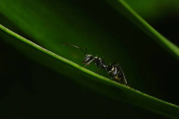 Schwarze Ameise Auf Einem Blatt Makrofotografie — Stockfoto