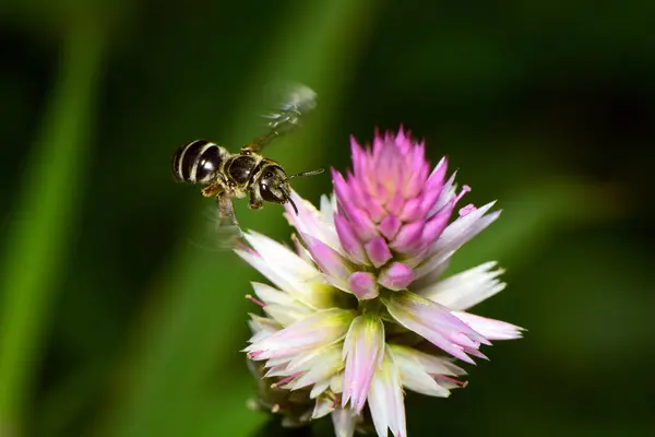 정원에 곤충의 매크로 — 스톡 사진