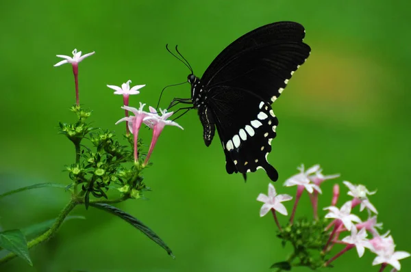 粉红花朵上的蝴蝶 背景为绿色 在斯里兰卡加勒拍摄的特写摄影 — 图库照片