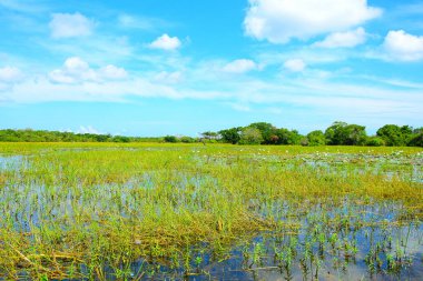 Mannar Sri Lanka Peyzaj fotoğrafçılığında çimlerle dolu bir göl..