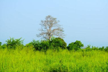 Sri Lanka 'da çimenli bir yerde izole edilmiş uzun bir ağaç..