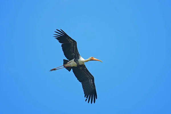 Målad Stork Flygning Mot Blå Himmel Fågelfoto — Stockfoto