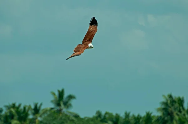 Brahminy kite in flight against sky - Birds photography.