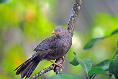 Turuncu gagalı geveze bir dala tünemiş ve arkasına bakıyor. - Kuş fotoğrafçılığı.
