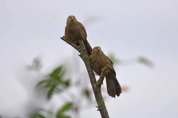 Casal Babler Bico Laranja Empoleirado Topo Árvore Fotografia Pássaros — Fotografia de Stock