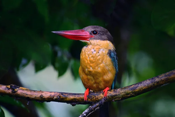 Leylek Faturalı Kingfisher Yağmurdan Sonra Bir Dala Tünedi Kuş Fotoğrafçılığı — Stok fotoğraf
