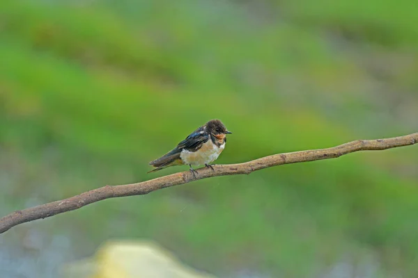 Polknutí Stodoly Sedělo Větvi Zeleném Pozadí Fotografování Ptáků — Stock fotografie