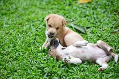 Bahçede otların üzerinde oynayan iki sevimli köpek yavrusu. - Galle Sri Lanka 'da yakalandı..