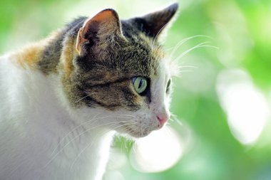 Anne kedi, bahçede oynarken yavrularına bakıyor Galle Sri Lanka 'da yakalandı..