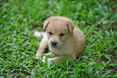 Şirin, açık kahverengi renkli köpek yavrusu bahçede oynarken çimlerin üzerinde yatıyordu. Galle Sri Lanka 'da yakalandı..