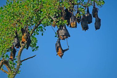 Sri Lanka Meyve Yarasaları, gün boyunca mavi gökyüzüne asılı duran bir ağaçta dinleniyorlar. Galle Sri Lanka 'da yakalandılar..