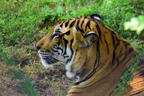 Tigre Bengalí Descansando Bajo Primer Plano Árbol Capturado Ridiyagama Safari — Foto de Stock