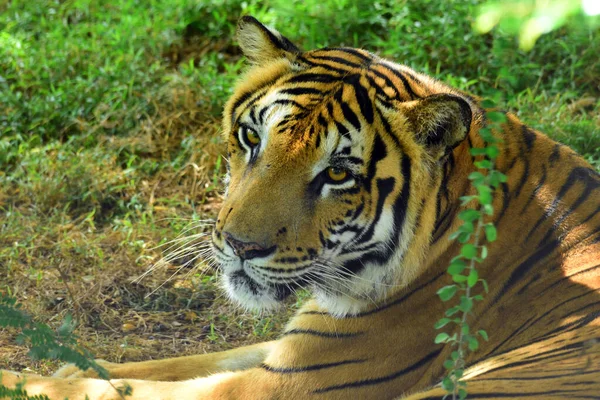 Tigre Bengali Couché Sous Arbre Gros Plan Capturé Ridiyagama Safari — Photo