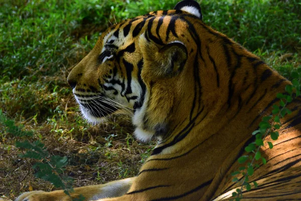 Bengalischer Tiger Aus Nächster Nähe Bei Ridiyagama Safari Sri Lanka — Stockfoto