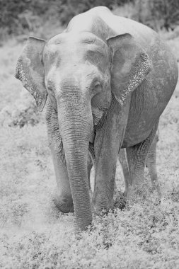 Koca göbekli bir fil otların arasında duruyor.. 